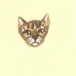 brown tabby colored pencil ..